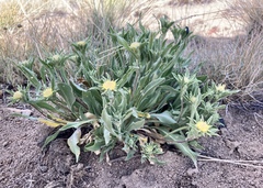 Pyrrocoma carthamoides