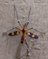 Ctenophorinae