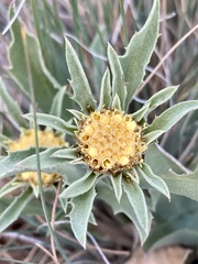 Pyrrocoma carthamoides