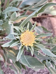 Pyrrocoma carthamoides