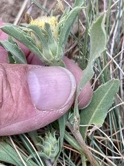 Pyrrocoma carthamoides