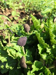 Dorstenia contrajerva