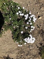 Phlox austromontana