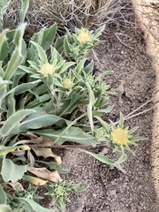 Pyrrocoma carthamoides