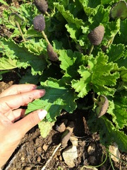 Dorstenia contrajerva