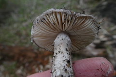 Amanita wadjukiorum
