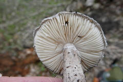 Amanita wadjukiorum