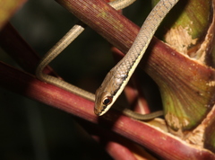 Dendrelaphis calligaster