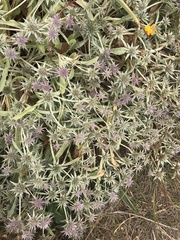 Eryngium armatum
