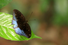 Tanaecia iapis