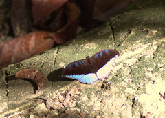 Tanaecia iapis