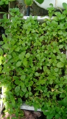 Coleus rotundifolius