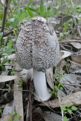 Coprinopsis stangliana