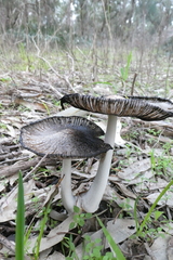 Coprinopsis stangliana