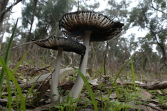Coprinopsis stangliana