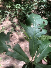 Quercus sinuata sinuata