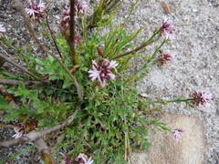 Lobelia jasionoides