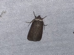 Sympistis stabilis
