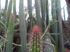 Nyctocereus serpentinus