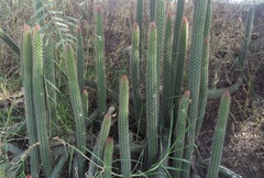 Nyctocereus serpentinus