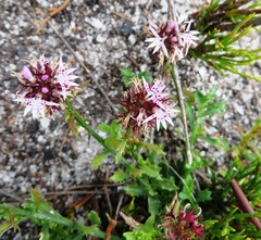 Lobelia jasionoides