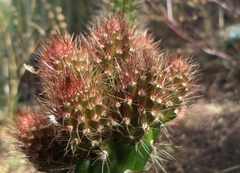 Nyctocereus serpentinus