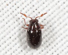 Calymmaderus nitidus