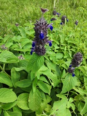 Salvia clinopodioides