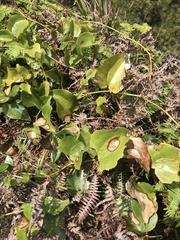 Smilax melastomifolia