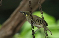 Meliphaga notata