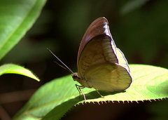 Tanaecia iapis