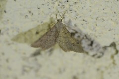 Digrammia muscariata