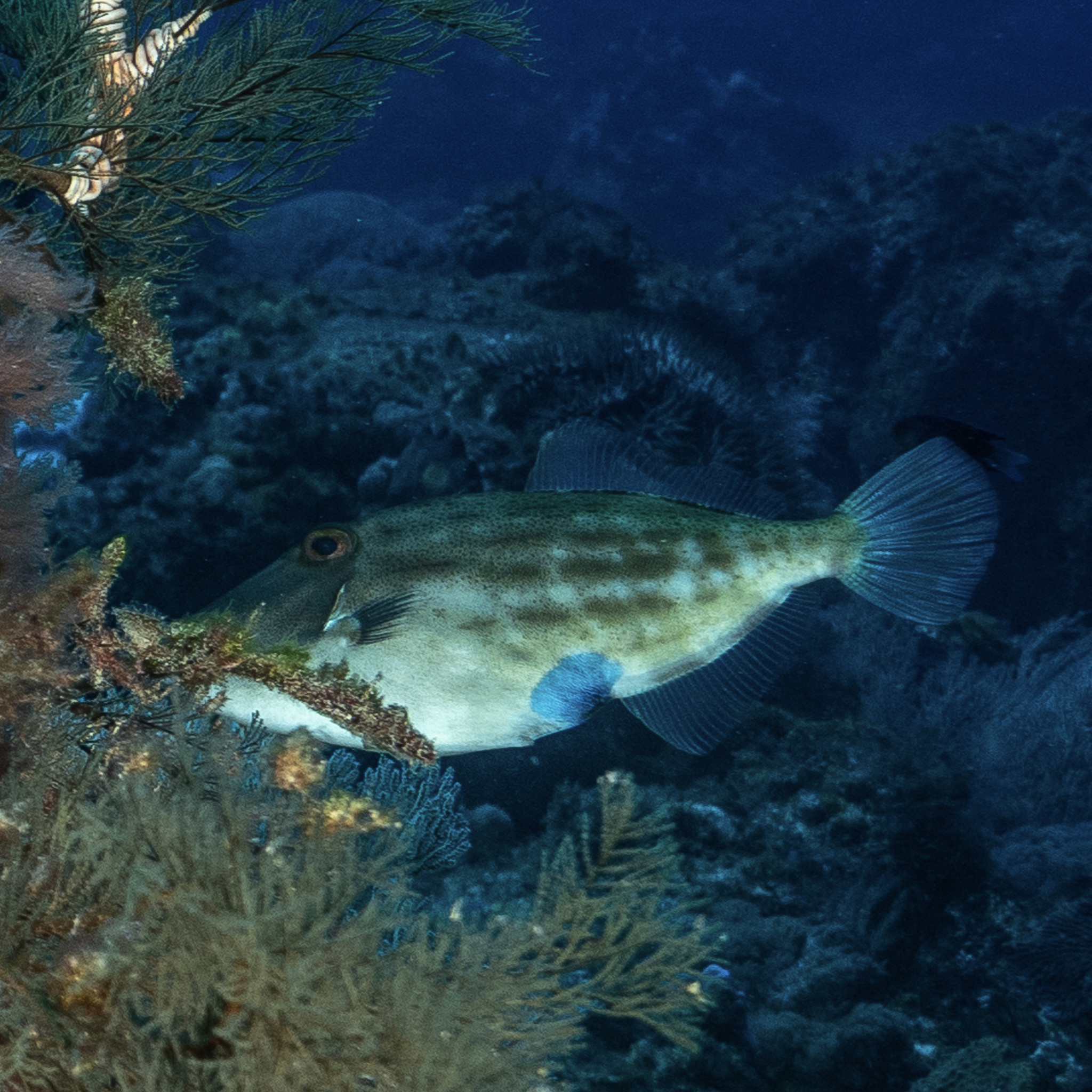 Darkvent Leatherjacket photo 3