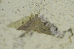 Digrammia muscariata