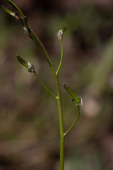 Draba albertina