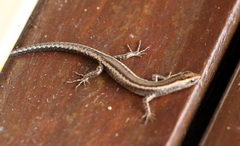 Cryptoblepharus virgatus