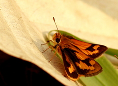 Taractrocera archias