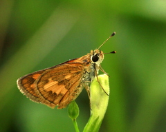 Taractrocera archias