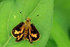 Taractrocera archias