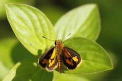 Taractrocera archias