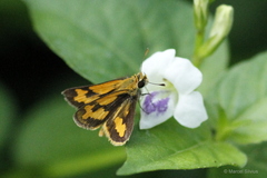 Taractrocera archias