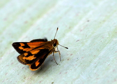 Taractrocera archias