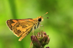 Taractrocera archias