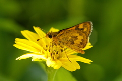 Taractrocera archias