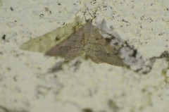 Digrammia muscariata