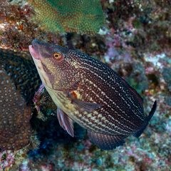 Notolabrus inscriptus