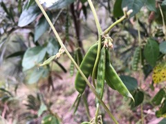 Macrotyloma axillare