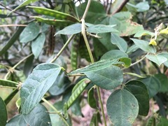 Macrotyloma axillare