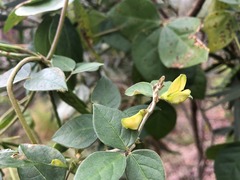 Macrotyloma axillare