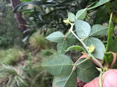 Macrotyloma axillare